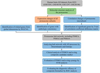 The coherence between PSMC6 and α-ring in the 26S proteasome is associated with Alzheimer’s disease